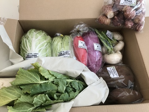 【自然栽培🍀固定種80サイズ】管理栄養士が育てる🧑‍⚕️朝採り新鮮！旬菜セットM（３〜５人様向け）