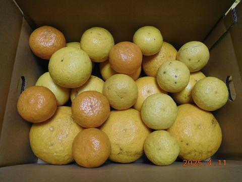 「規格外」伊豆ﾆｭｰｻﾏｰｵﾚﾝｼﾞ他「初夏の味覚/お楽しみ柑橘５種セット」　ご家庭用/正味4.5㎏