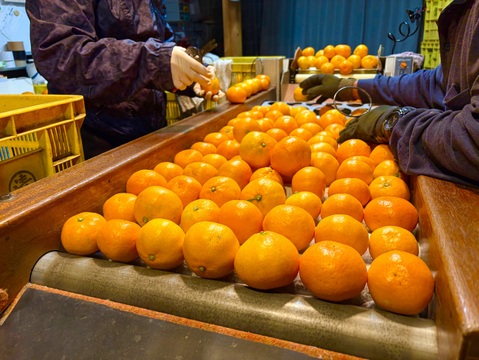 [発送開始！愛媛県産]みかん　家庭用 3kg