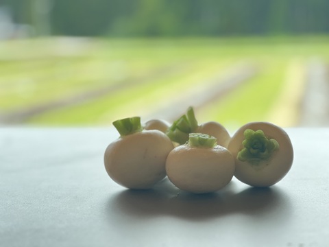 小カブの最高峰！しっとり甘味たっぷりの「みやま小カブ」約1kg