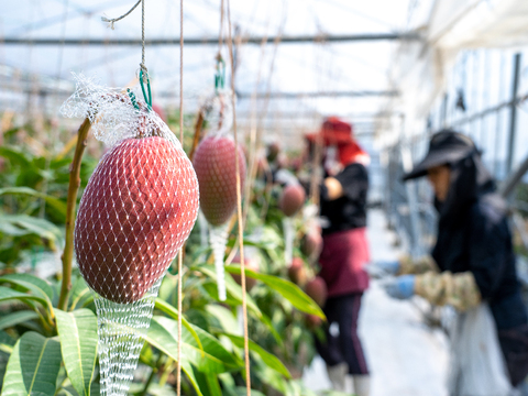 ★数量限定のお試しセール★【食べチョク限定：家庭用】樹齢25年以上の木からなる糖度約17～18度の完熟マンゴー（2玉：0.8kg～1kg）