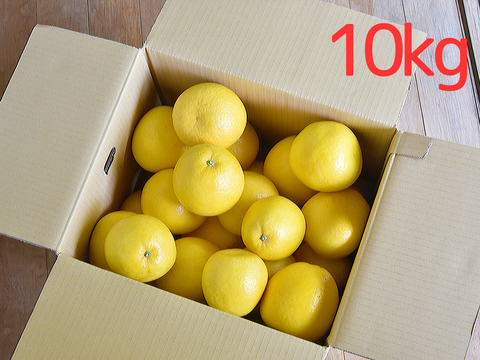 爽やかな甘みと香り　河内晩柑【贈答用(特選品)】[5kg]　330-1