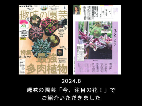 おしゃれなハンギングタイプ！観葉植物 トラディスカンチア ナヌーク 10.5cm吊り鉢 (203785)