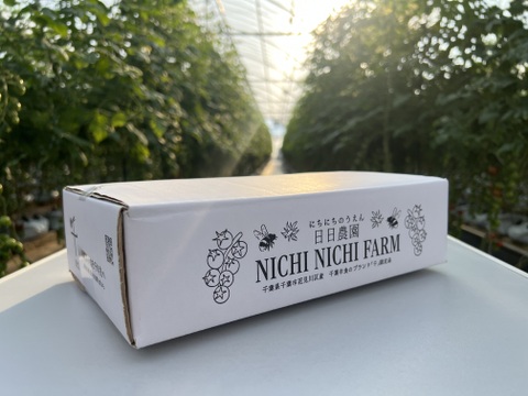 採れたての香り♪てっちゃんの完熟ミニトマト1kg（500g×2p）朝採り農園直送便