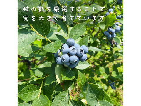 長野県産【冷凍ブルーベリー】農薬・除草剤不使用 【中粒】500g