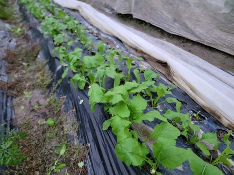 焼くととろける食感に！『おおとろ蕪』15個