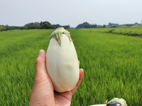 ナス好きのための🍆食べ比べセット3ｋｇ