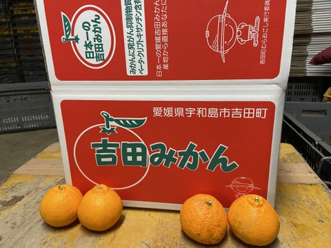 満足度最高！うわじまのデコ（不知火）【小玉家庭用】１０ｋｇサンプル糖度１３度越え