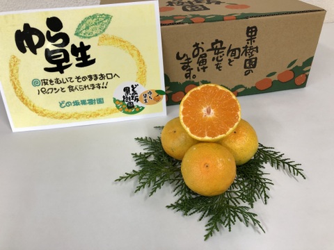 【１０月中旬よりお届け】完熟「ゆら早生」みかん　5㎏×2箱（サイズ混合）。