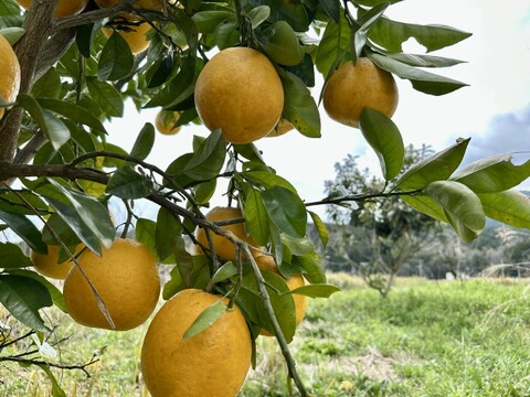 大自然の棚田で育った河内晩柑　自然栽培