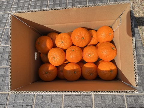 甘くて濃厚な津之輝　Ｌと2Lサイズ の混合　５キロ