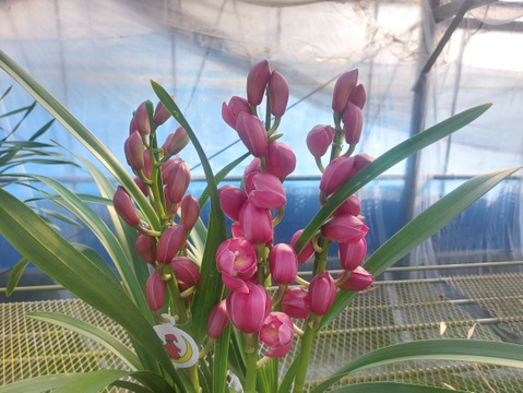 【コンパクトサイズ】シンビジウムスタンダード仕立て3本立