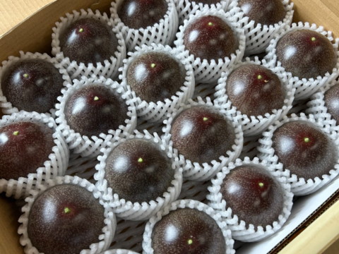 さわやかな酸味と甘味のハーモニーでトロピカル気分♪うるま市石川育ちのパッションフルーツ（贈答用・2㎏箱　満杯詰め）※重量は約2㎏となります。