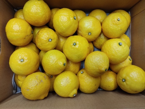 お弁当のお供に　こぶりちやん　はるか　箱込み4.5キロ