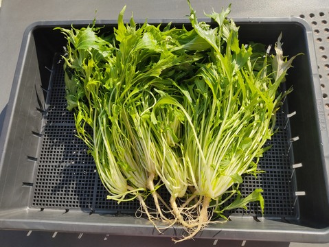 ✨農薬・化成肥料不使用の新鮮白菜「魂の白菜」1玉+旬のお野菜✨