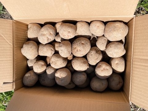 【約10kg キタアカリ】農薬不使用