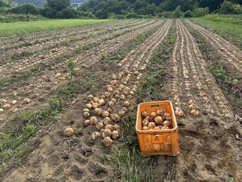 甘〜い　糖度11度　玉ねぎ　七宝甘70群馬県産　有機肥料栽培　化学農薬・除草剤不使用