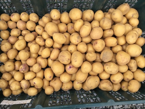 インカのめざめ　　小粒　２キロ　新ジャガ