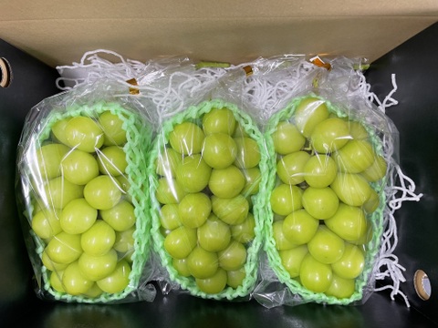 皮ごとパクリ！とっても甘くて美味しいプレミアム‼ シャインマスカット (約2.0㎏ 3房)ギフト・贈り物用に【贈答品】【特秀品】【秀品】【シャインマスカット賞金賞】【さわやかな甘さ部門銀賞】