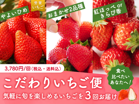 【食べチョク旬の食べ比べ便】おまかせ2品種 約600g🍓