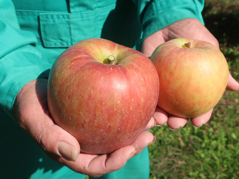 黒千寿 りんご 3kg(8〜9玉) ギフト 贈り物にも 贈答 くろせんじゅ【10月下旬〜】