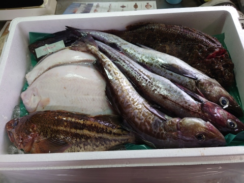 【最短翌日発送】未利用魚ボックス5kg詰 (梅コース) 海鮮セット 鮮魚ボックス 海鮮ボックス（低利用魚も含みます）