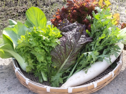 淡路島の畑から農家おまかせ野菜セット