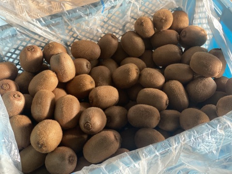 農薬・化学肥料不使用！スッキリとした甘さと酸味のグリーンキウイ(33玉から36玉)