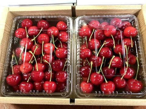 《予約》甘酸っぱい初夏の果物🍒佐藤錦２kg（500g×2p×２箱）Ｌ～2Ｌ玉混ざり