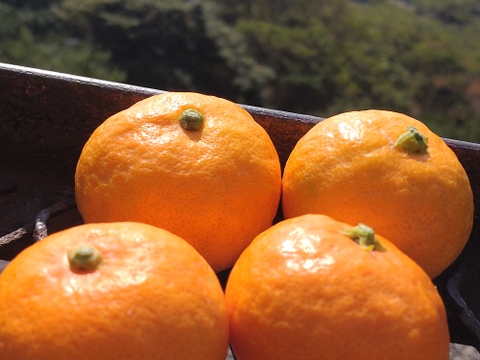 広島県産　興津早生みかん🍊　10kg(箱込み)