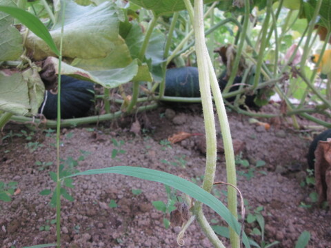 【ワケアリ】北海道産ホクホクのあま～い南瓜　４キロ（２〜４玉）