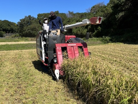 ホタル舞う熊本県産お米「にこまる」精米 10kg 農家直送