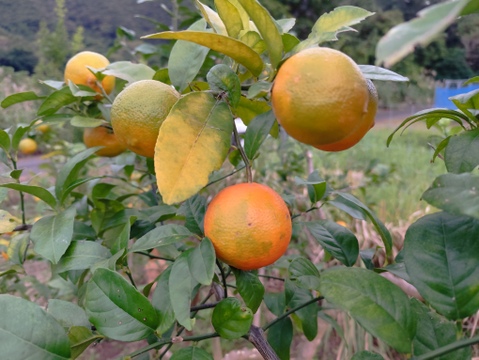 数量限定！希少品種の赤れもん(３kg)✿果皮や果肉が赤い珍しい国産レモンです🍋