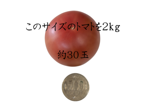 熊本県八代産　まるかじりトマト　２kg