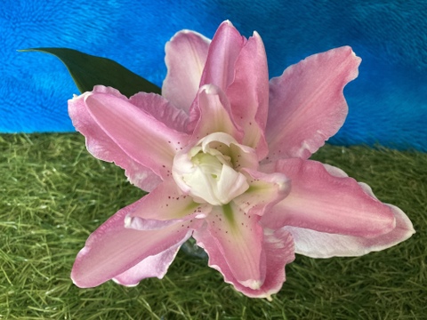 <One Lily>サボールスモール八重ピンク5個