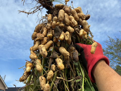 【セール中】落花生の王様！『千葉半立落花生』らっかせい(乾燥500g)生1.3kg相当品