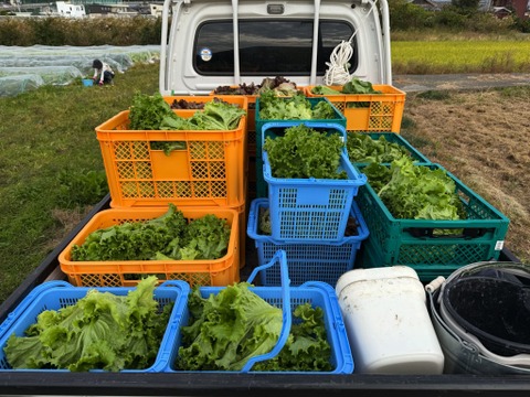 【カレンダー付】絶品！とくうま秋冬野菜５〜７品セット＜１２月発送分＞