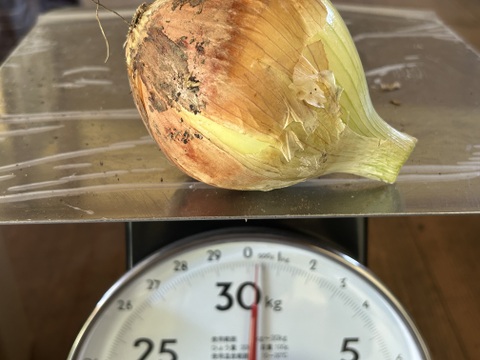 新玉ねぎ5kg 大きさ色々。ローリエの葉10枚もセットで。
