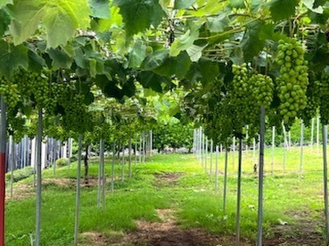 話題のシャインマスカット甘い(1房)