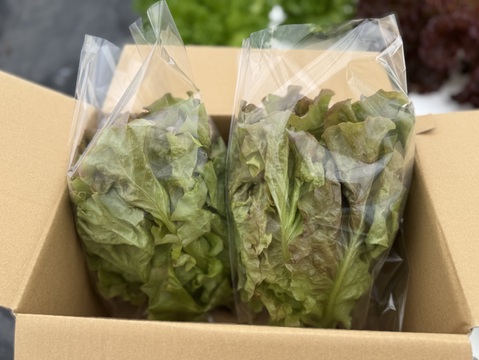 さかなが作った究極のスペシャリティ野菜　サニーレタス　約400g ×2株