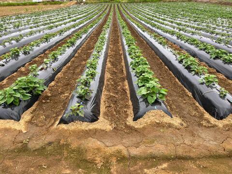 ☆超熟☆200日間熟成！！冷凍焼き芋2点セット＜千葉県産ベニはるか・栗かぐや＞（紅はるか600ｇ×2袋・栗かぐや600ｇ×2袋）