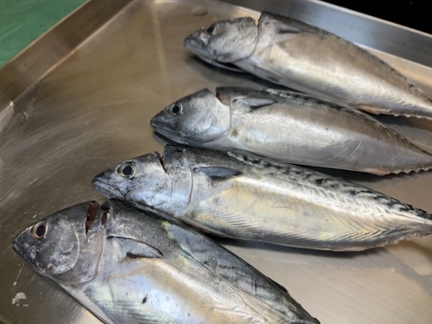 【期間限定】メジカ/ヨコワ/モンズマ/ヒレナガ/新子の詰め合わせ/水揚げ次第当日発送【生】【冷蔵】