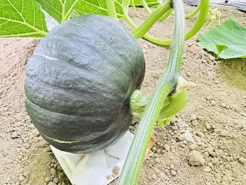 カボチャおためし！1.5ｋｇ