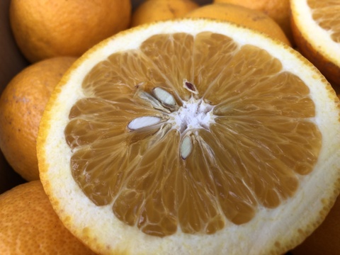 甘夏 サイズ混合 国産 静岡県浜松市産 (約８kg）