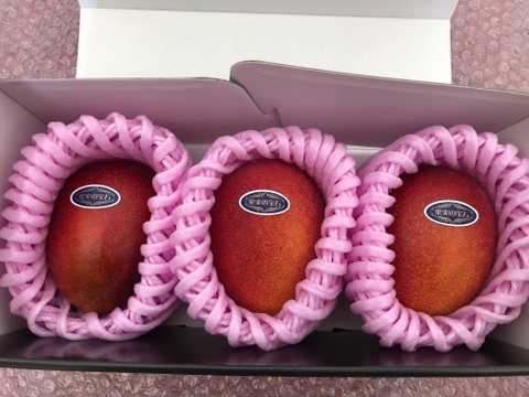 【夏ギフト】お得！食べやすいサイズ！果汁たっぷり✨糖度15度超えの太陽マンゴー(2Lサイズ3玉セットで1080〜1347g)