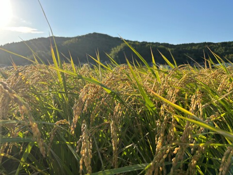 令和６年産　新米！！　にじのきらめき　玄米10Kg 【福岡の農家直売】