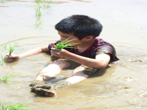 🌾お米ソムリエ監修🌾✨️令和7年産新潟PREMIAM米✨️コシヒカリの1.5倍の大きさ
『いのちの壱』2kg精米
色彩選別済✨️3800円特別な贈り物に✨️