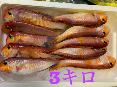 秋田県沖　荒波に揉まれた天然甘鯛BOX🐟 1キロUP