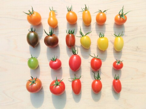 M1 映える 食卓に彩りをお届けします 最大22種類 Mixフルーツトマト1kg 茨城県産のトマト 食べチョク 産地直送 産直 お取り寄せ通販 農家 漁師から旬の食材を直送