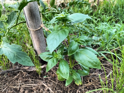 《自然栽培》夏秋　旬の手作り野菜セット【８種類くらい】